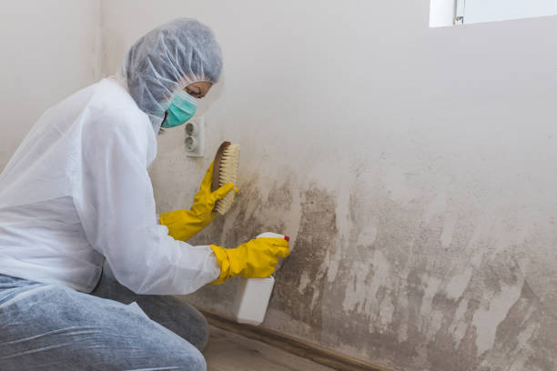 Best Mold Testing  in St Ann, MO
