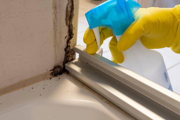 Best Professional Mold Removal  in St Ann, MO