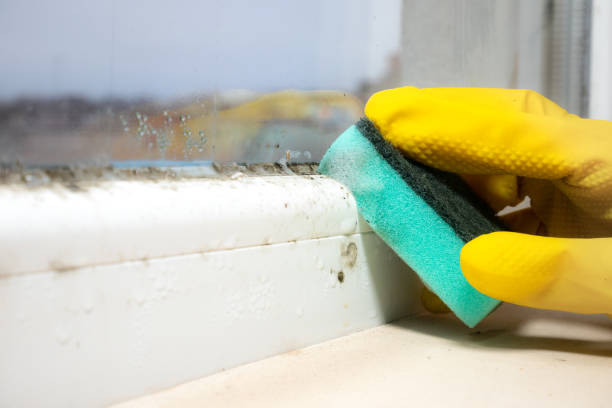 Best Professional Mold Removal  in St Ann, MO