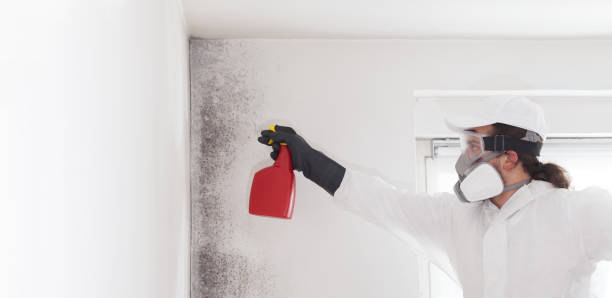 Best Toxic Mold Removal  in St Ann, MO