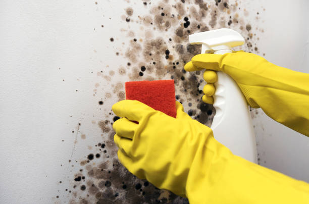 Best Fast Mold Removal  in St Ann, MO