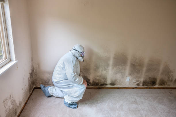 Best Mold Remediation Experts  in St Ann, MO